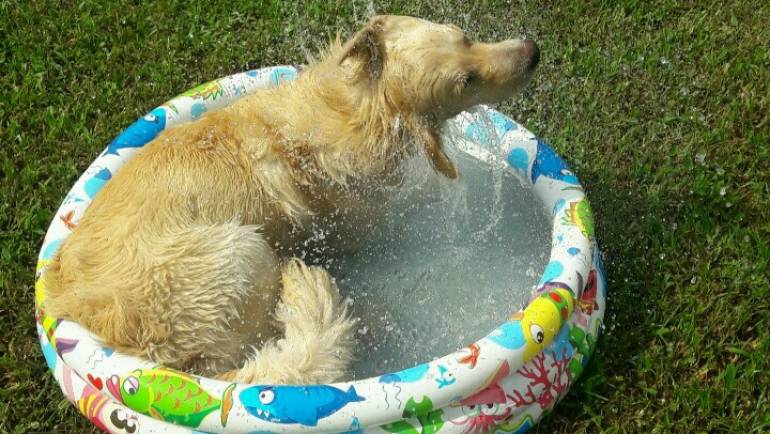 CHARLIE SE REFRESCANDO