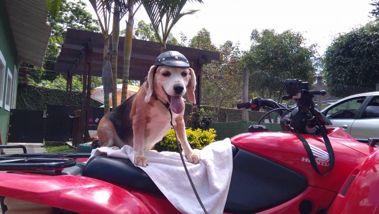 Dia de passeio